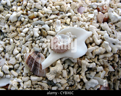 Detail of Shells on The Coral Beaches, Dunvegan, Isle of Skye, Hebrides, Scotland, United Kingdom Stock Photo