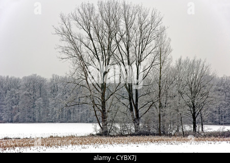Group of trees covered with hoar frost on a snowy field in Muensterland (North Rhine-Westphalia, Germany)
