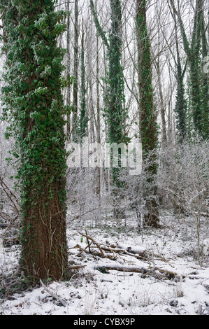 Hoar frost in the woods Stock Photo