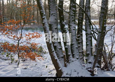 Snow-covered tree trunks Stock Photo