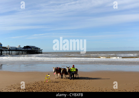 Blackpool Lancashire coast UK - Donkeys on the beach Stock Photo