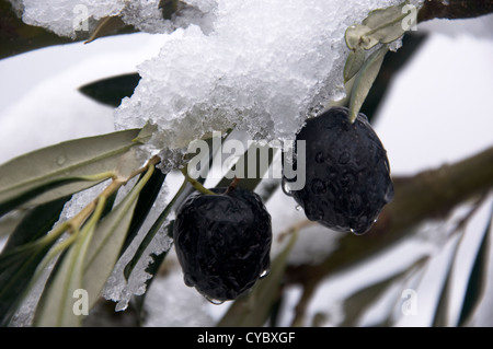 Two ripe olives on snow-covered branch of an olive tree (Greece) Stock Photo