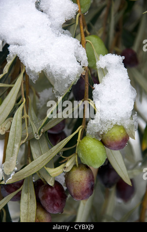 Olives on snow-covered branch of an olive tree (Greece) Stock Photo