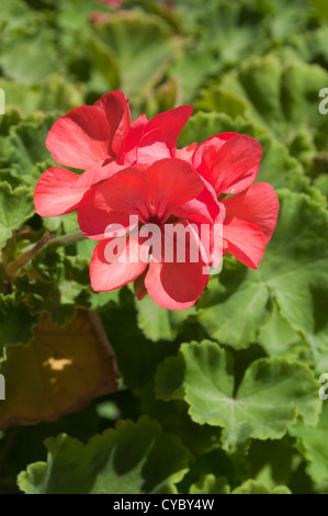 Red geranium flowers Stock Photo