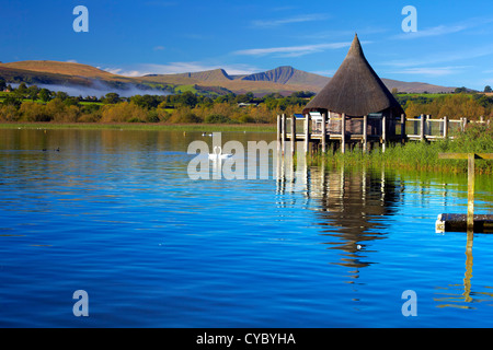 Llangorse Lake, Brecon Beacons, with swans; Pen y Fan and Cribyn in the background, Powys, Wales. Stock Photo