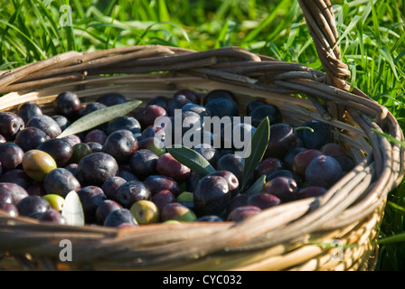 Freshly harvested olives in basket Stock Photo