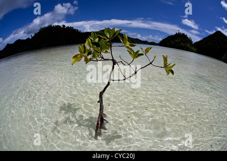 A mangrove tree grows in shallow water where it has to deal with changing salinities, temperatures, water depths, and more. Stock Photo