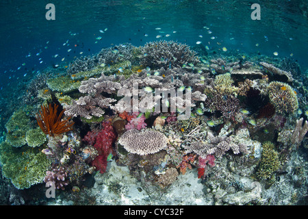 Small reef fishes, mainly damselfish species, hover over a diverse coral reef growing near the island of Misool, Indonesia. Stock Photo