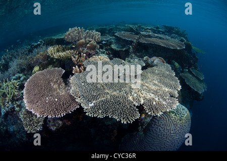 Table corals, Acropora spp., grow along the edge of a reef dropoff where they can obtain sunlight and planktonic food. Stock Photo