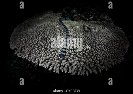 A Banded sea snake, Laticauda colubrina, slithers across a table coral, Acropora sp., on a reef in the western Pacific. Stock Photo