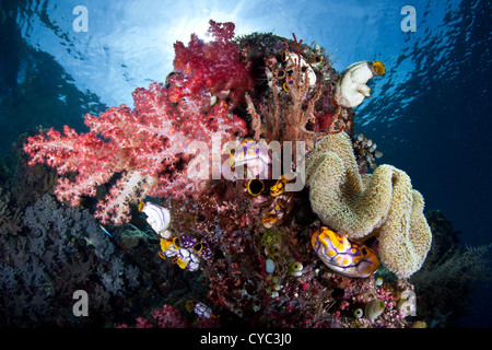 Soft corals, tunicates, and other invertebrates compete for space to grow and food floating in the water column in Raja Ampat. Stock Photo
