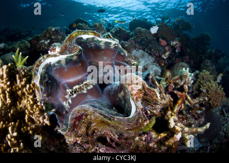 A giant clam, Tridacna squamosa, grows on a coral reef slope where it can filter food out of the water and capture sunlight. Stock Photo