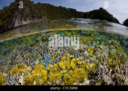 A blue seastar, Linkia laevigata, lies on a shallow coral reef near a dramatic set of limestone islands. Stock Photo