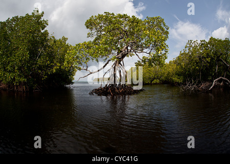 A red mangrove tree, Rhizophora sp., uses specialized roots to grow in soft mud near the edge of a remote mangrove forest. Stock Photo
