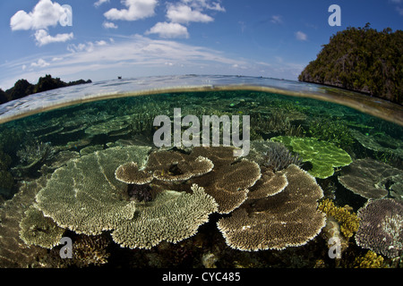 Table corals, Acropora spp., grow on a shallow reef flat between limestone islands in the western Pacific. Stock Photo