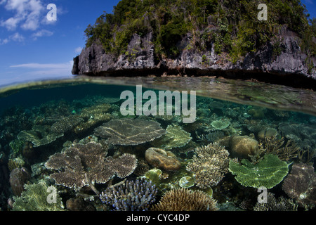 Reef-building corals, mainly Acropora spp., grow in abundance on a shallow reef flat where plenty of sunlight is available. Stock Photo