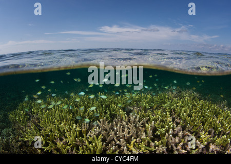 A variety of damselfish swim above a set of staghorn corals, Acropora species, where they receive protection from predators. Stock Photo