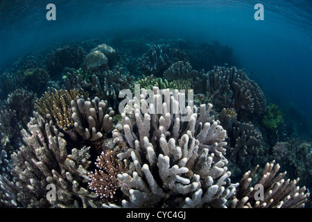 Reef-building corals, mainly Acropora species, grow along a reef dropoff in Indonesia. Stock Photo