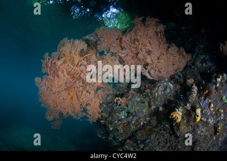 Gorgonians grow on a shallow slope in a narrow channel where tidal currents regularly sweep plankton. Stock Photo