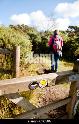 A woman walker walking the Shropshire way path on the Stiperstones, Shropshire UK Stock Photo