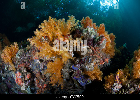 Orange soft corals, Scleronephthya sp., grow alongside other invertebrates that filter planktonic food out of passing currents. Stock Photo