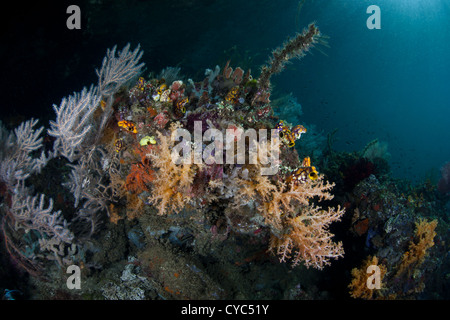 Soft corals, gorgonians, sponges, and tunicates compete for space and planktonic food in a narrow reef channel in Indonesia. Stock Photo