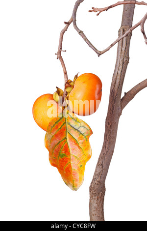Ripe persimmons and leaf isolated against white