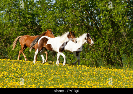 herd of Lewitzer Stock Photo