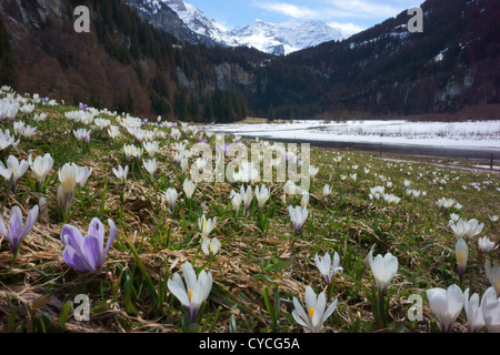 Crocus flowers on alpine meadow in Kiental, Bernese alps Switzerland Stock Photo