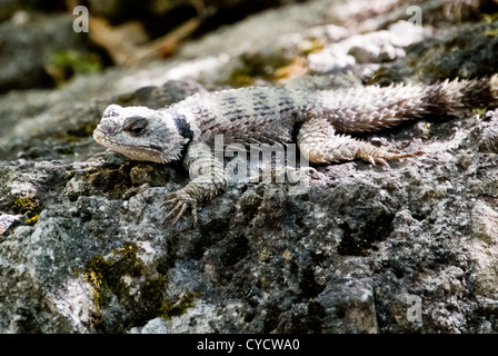 Spiny Crevice Lizard, S. poinsettii poinsettii Stock Photo