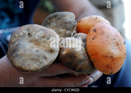 Amanita caesarea and Boletus aestivalis Stock Photo