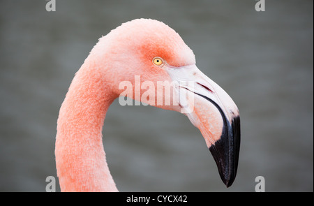 A close up portrait of a pink flamingo Stock Photo