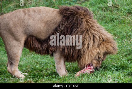 lion eating lunch on grass Stock Photo