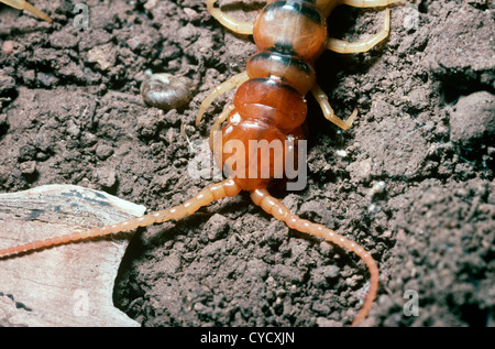 Large centipede (Scolopendra heros) in desert, Arizona USA Stock Photo