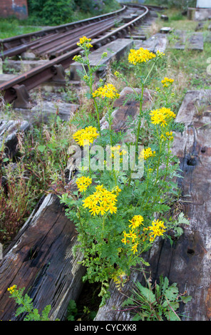 Oxford Ragwort Senecio squalidus is a common coloniser of railway tracks and sidings throughout the UK Stock Photo