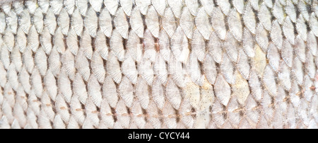 Fish scales texture Stock Photo