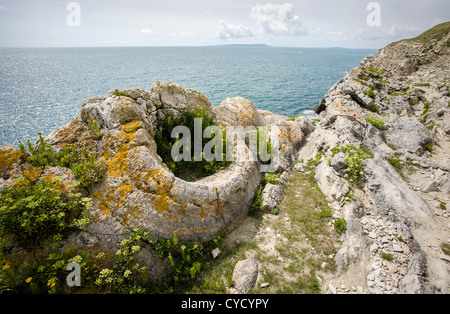 Fossilised trees in the fossil forest near Lulworth Cove in Dorset UK Stock Photo
