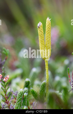 Stag's Horn Clubmoss; Lycopodium clavatum; Autumn; UK Stock Photo