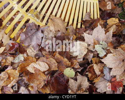 Close up yellow plastic rake and Autumn leaves Stock Photo
