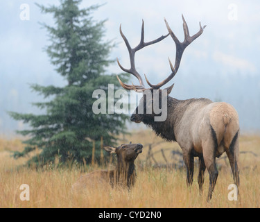 A bull elk watches over a cow in his harem during an Autumn rain shower, Northern Rockies Stock Photo