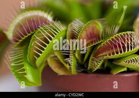 DIONAEA MUSCIPULA VENUS FLYTRAP Stock Photo