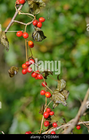 Black Bryony: Tamus communis. Berries in autumn. Stock Photo