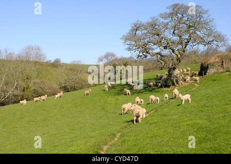 The valley at The Lost Gardens of Heligan provides stunning scenery for the walker and animals. Sheep graze as one idles by. Stock Photo
