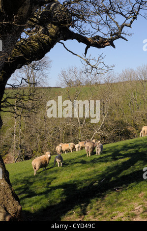 The valley at The Lost Gardens of Heligan provides stunning scenery for the walker and animals. Sheep graze as one idles by. Stock Photo