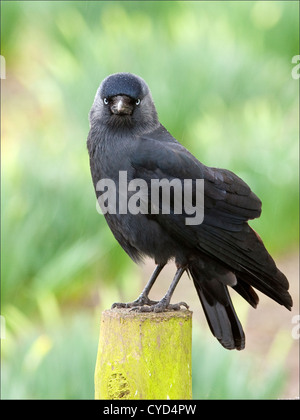 A jackdaw with its blue eye looks strait into the camera Stock Photo
