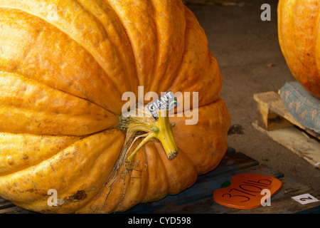 Large Pumpkins which have been entered for a competition in Southport for a celebration near Halloween Stock Photo