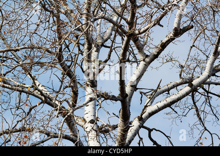 Barren poplar tree branches, Northern Minnesota, USA. Stock Photo