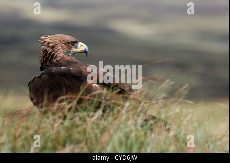 Golden eagle (Aquila chrysaetos) Stock Photo