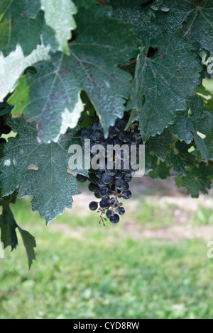 grapes growing at a vineyard in Wine Country Ontario Canada Stock Photo