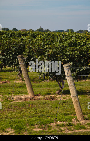 vineyard in Wine Country Ontario Canada Stock Photo